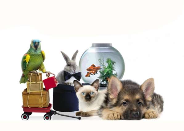 Интернет магазин товаров для животных Зайцы. Онлайн г. Омск в Омске фото 3