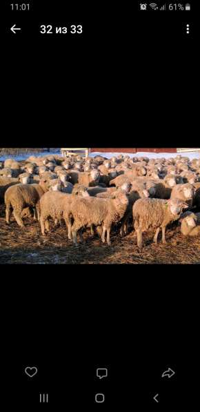 Овцы породы меринос и овцы романовской породы в Уфе