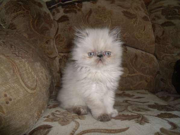 Шикарных персидских котят торти -блю-крем пойнт в Санкт-Петербурге фото 3