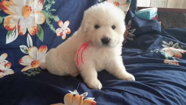 Щенки Мареммо-Абруцкая Овчарка в Краснодаре фото 26