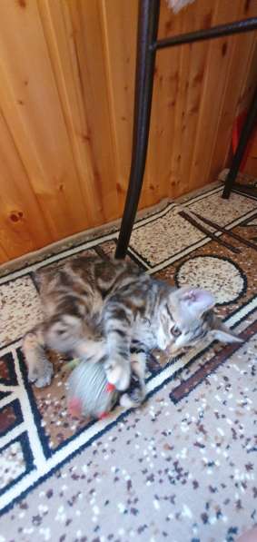 Курильчата в Саранске фото 19