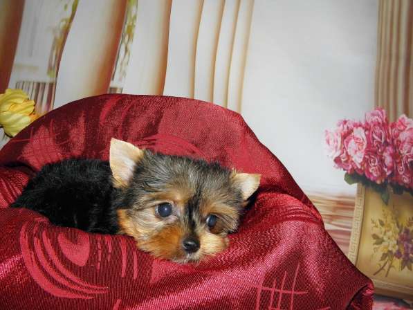 Мальчики йоркширского терьера в Москве фото 13