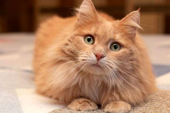 Кошка в добрые руки. Тильда — витамин радости в Калуге фото 12