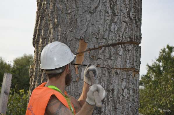 Спилить, удалить дерево в Раменске, Раменском районе в Раменское фото 5