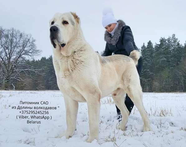 Щенки среднеазиатской овчарки (Алабая) в продаже в фото 29