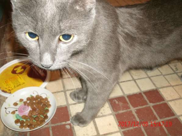 серо-голубой котик ищет дом в Долгопрудном фото 5