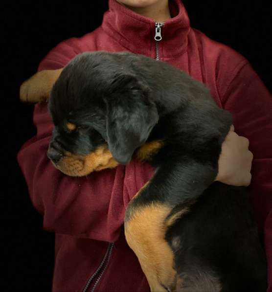 Puppy boy Rottweiler 03.10.2020 в фото 7