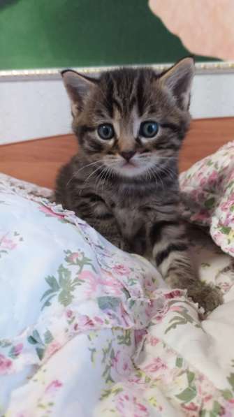 Шотландские вислоухие в Павлове фото 3