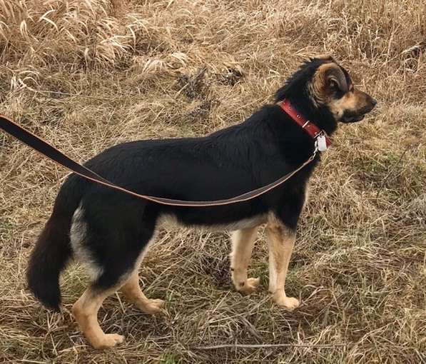 ПЕС, КОТОРОГО НИКТО НЕ ЗАМЕЧАЕТ!!!! в Пушкино фото 11