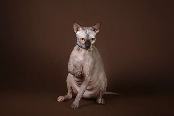 Милое, трогательное существо-котёнок Эльф, бамбино, сфинкс в фото 3