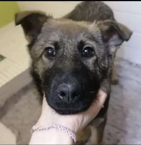 Очаровательный щенок ищет дом в Москве фото 4