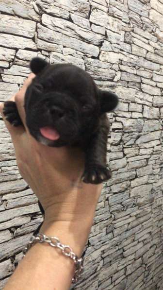 Французский бульдог в Нерехте фото 10