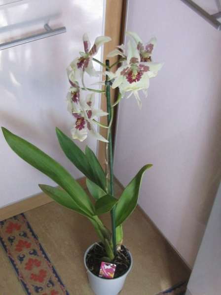 Продам орхидеи цветущие и не цветущие в фото 14