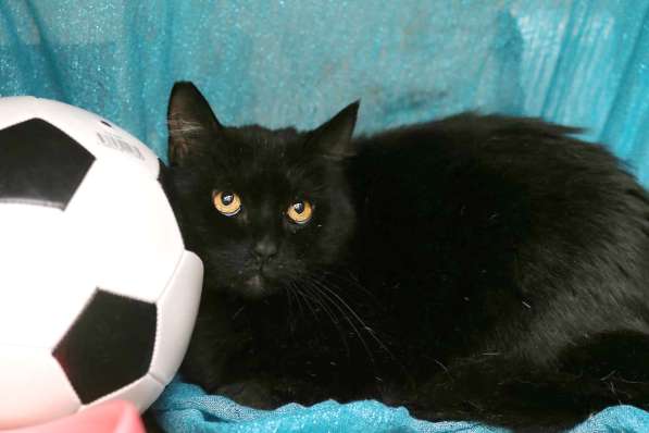 Воспитанный златоглазый котофей в Санкт-Петербурге фото 28