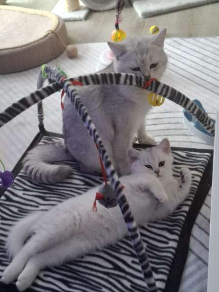 Британский короткошерстный котик в фото 7