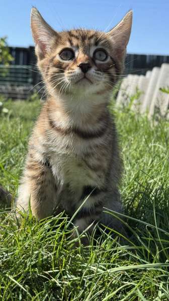 Бенгальские котята