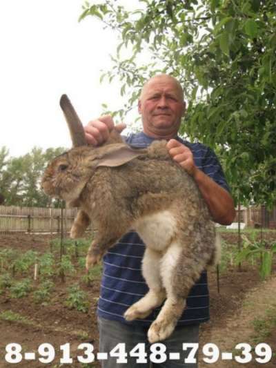 Кролики в Саяногорске, кролики Красноярс в Абакане фото 4