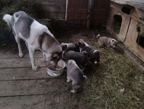Щенки западно-сибирской лайки