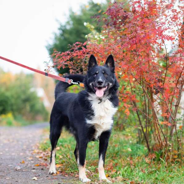 Роскошный молодой пёс в Санкт-Петербурге