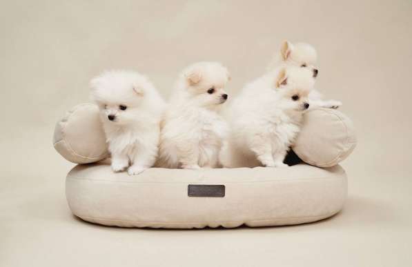 Щенки померанского шпица в Москве фото 4