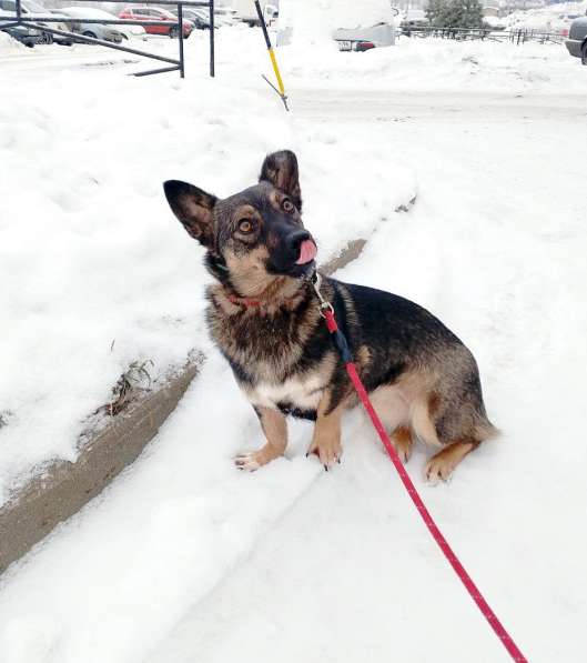 Совсем маленькая собачка, 7 кг в Санкт-Петербурге