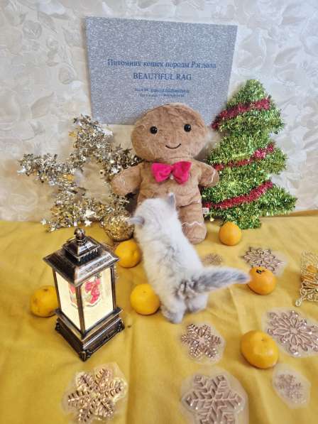 Милейшая Девочка Рэгдолл в Москве фото 3