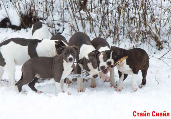 Щенки американского стаффордширтерьера в Москве