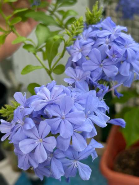 Комнатные растения