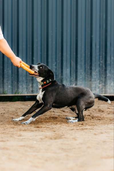 Цирковой пёс Барни в добрые руки в Москве