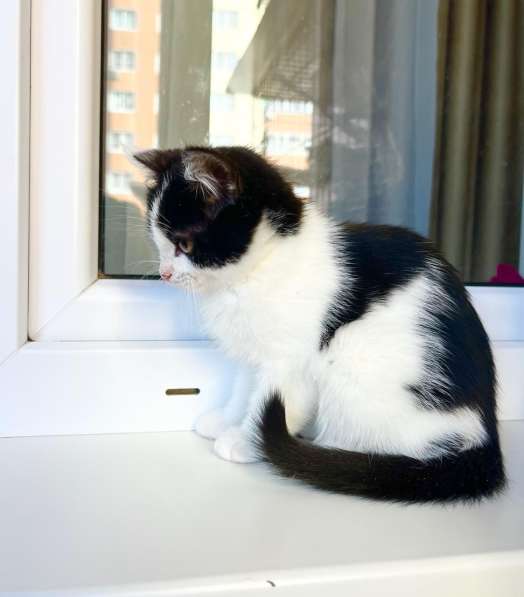 Котенок Мультик в самые добрые руки в Москве