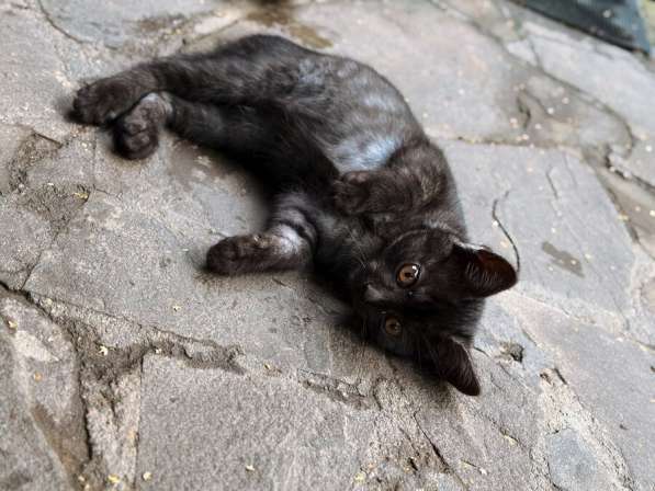 Ищут дом 2 чудесных котенка в Москве фото 4