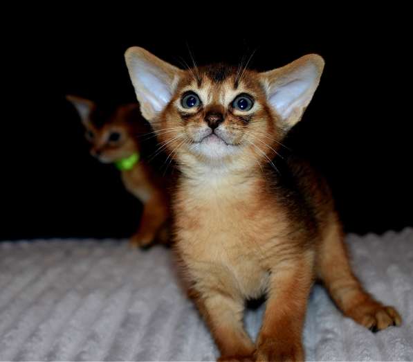 Абиссинские котята в Москве фото 7
