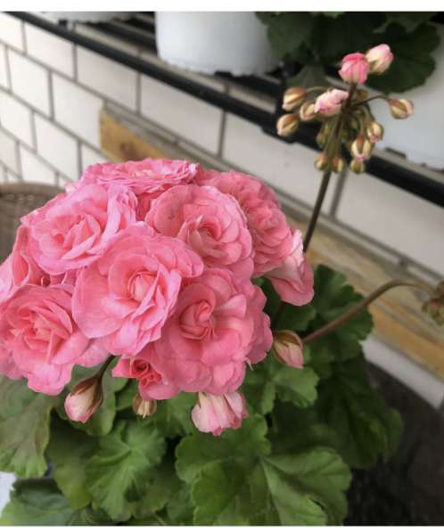 Сортовые пеларгонии