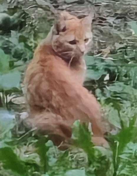 Рыжий кот ждёт хозяев на улице