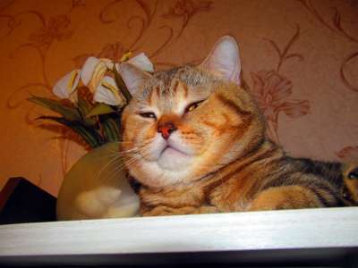 Британские котята элитных окрасов в Новокузнецке фото 3