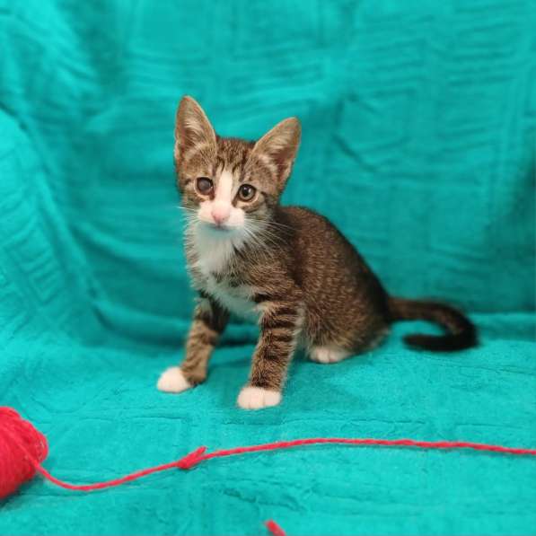 Маленькие красивые котята ищут дом в Санкт-Петербурге фото 12
