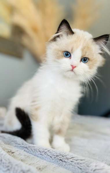 Kitten Ragdoll ❤️femelle et mâle ❤️ в 