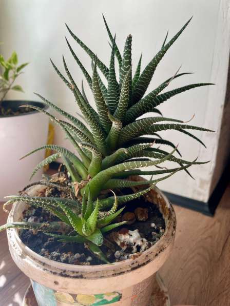 Хавортия полосатая