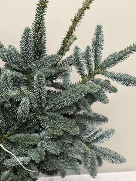 Нобилис банч в Санкт-Петербурге фото 4