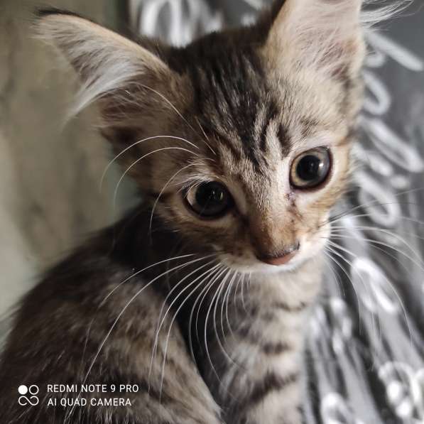 Котята в добрые руки в фото 6