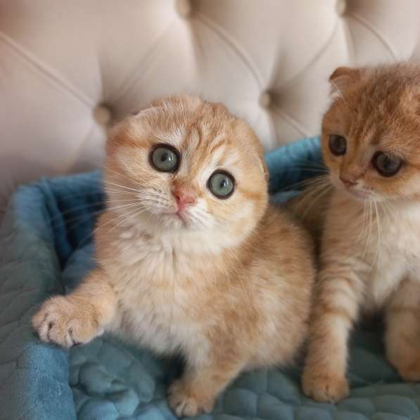 Шотландские котята золотая шиншилла в Краснодаре