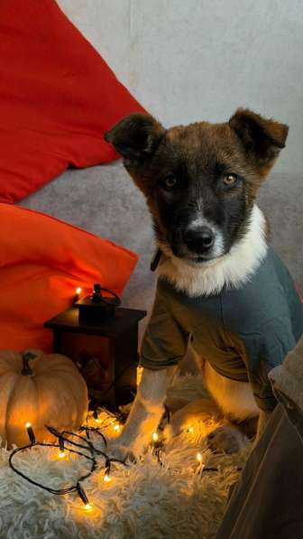 Очень красивые щенки в Санкт-Петербурге фото 12