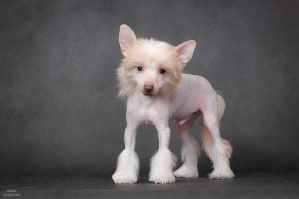 Китайская хохлатая