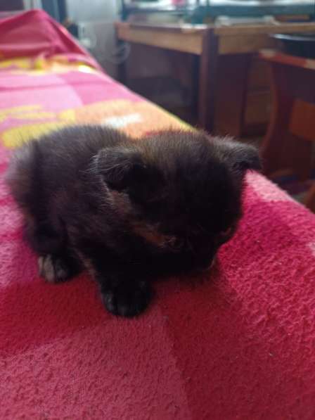Котята от вислоухой кошечки в фото 3