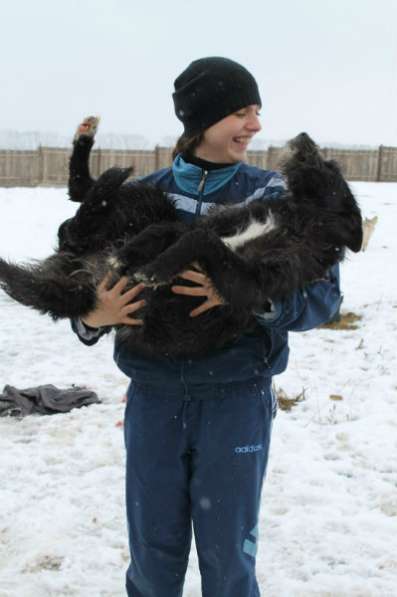 Отдам даром Чупа-молодая собака в Челябинске фото 3