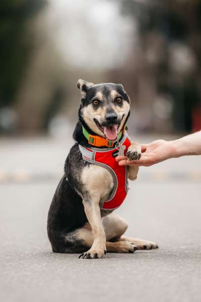 Маленькая собачка Дора в дар в Москве фото 8
