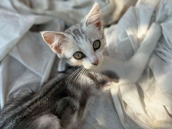 Котенок