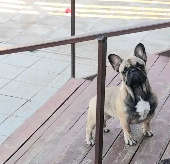 Подрощенная девочка француженка в Москве фото 5