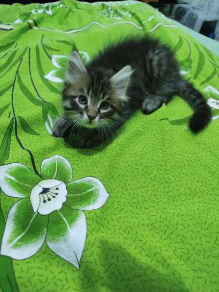 Продажа котят в фото 4