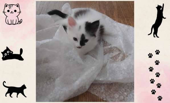 Котёнок-девочка в добрые руки! в фото 9